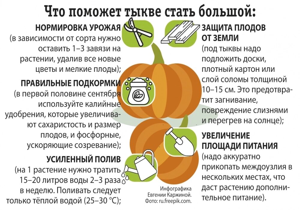    Фото: АиФ/ Евгения Каржина