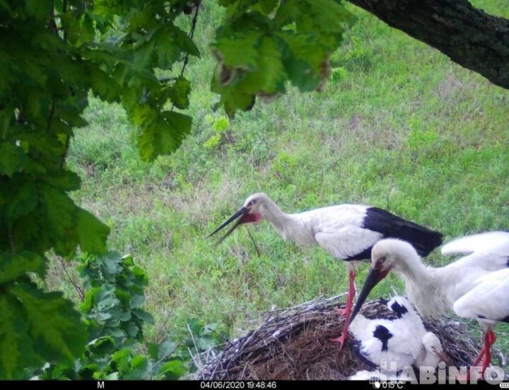    Фото:из архива ФГБУ «Заповедное Приамурье»