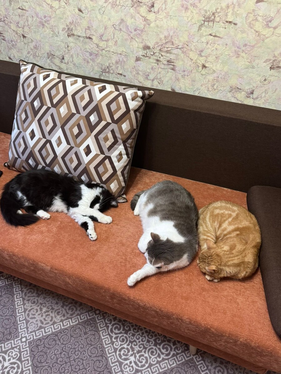 Маркиз с Рыжиком и Бориской♥️