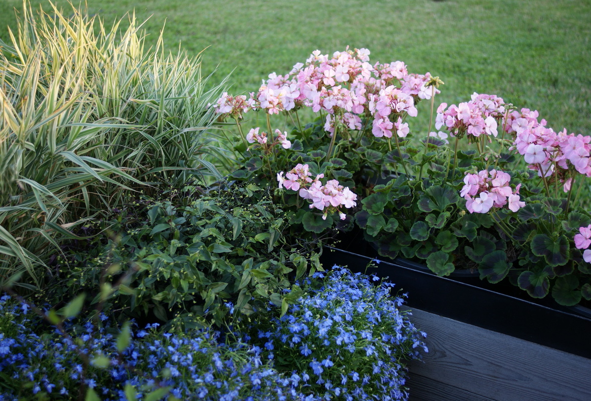 Горшечный садик, 2025 год. 