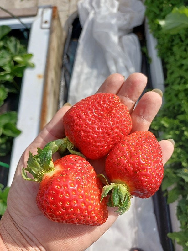 Моя клубника вчера