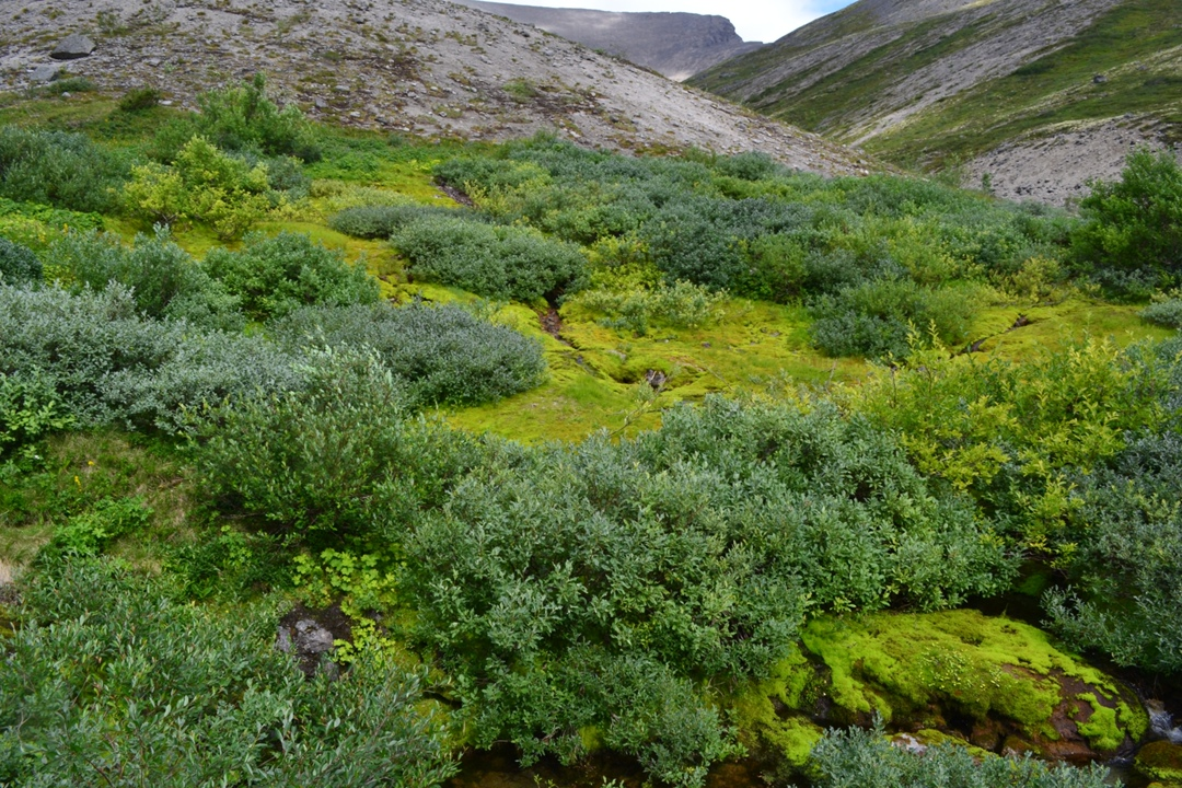 Фото с сайта https://vk.com/@idi_na_chorr-udychvumchorr-serdce-hibin