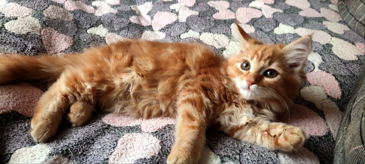 Кеша собственной персоной 😊