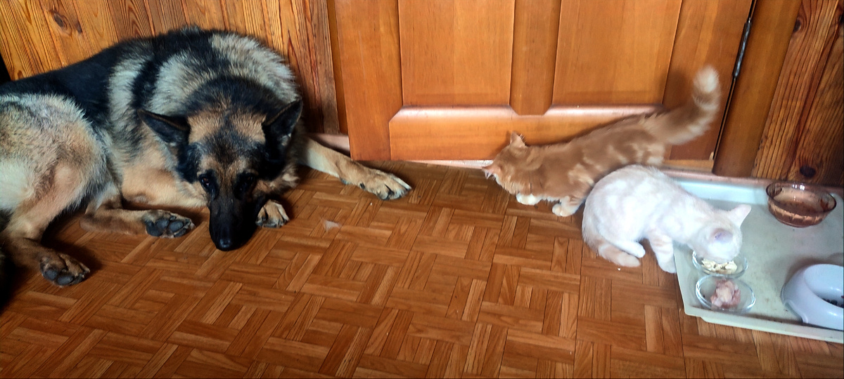 Котята в присутствии Боси уже не только спокойно ходят, но и даже едят. 