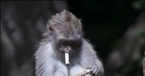 Фото из интернета. Курить- здоровью вредить!