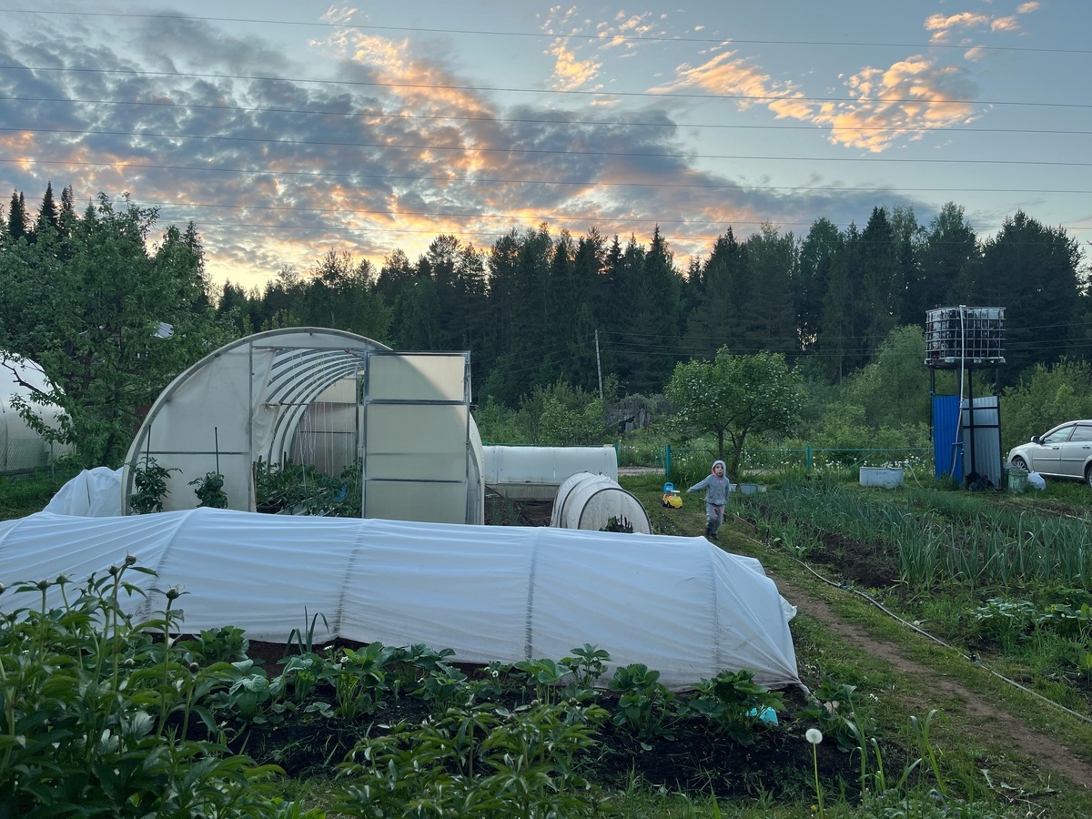    Скосил сидераты неправильно и чуть не остался без урожая: оказывается, одни косить нельзя, а другие - обязательно