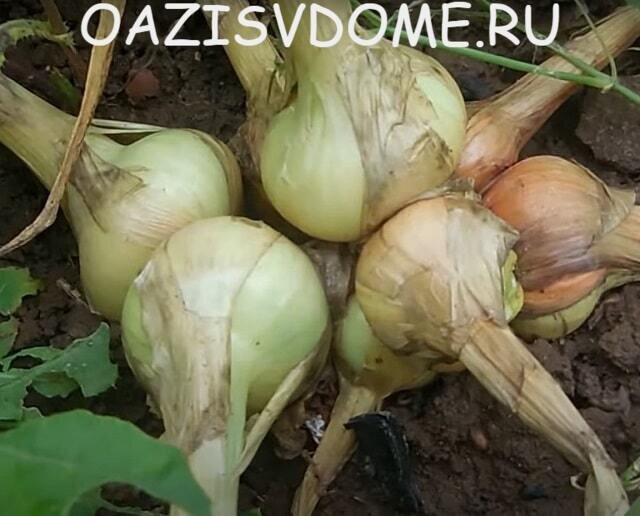 Лук-шалот на грядке