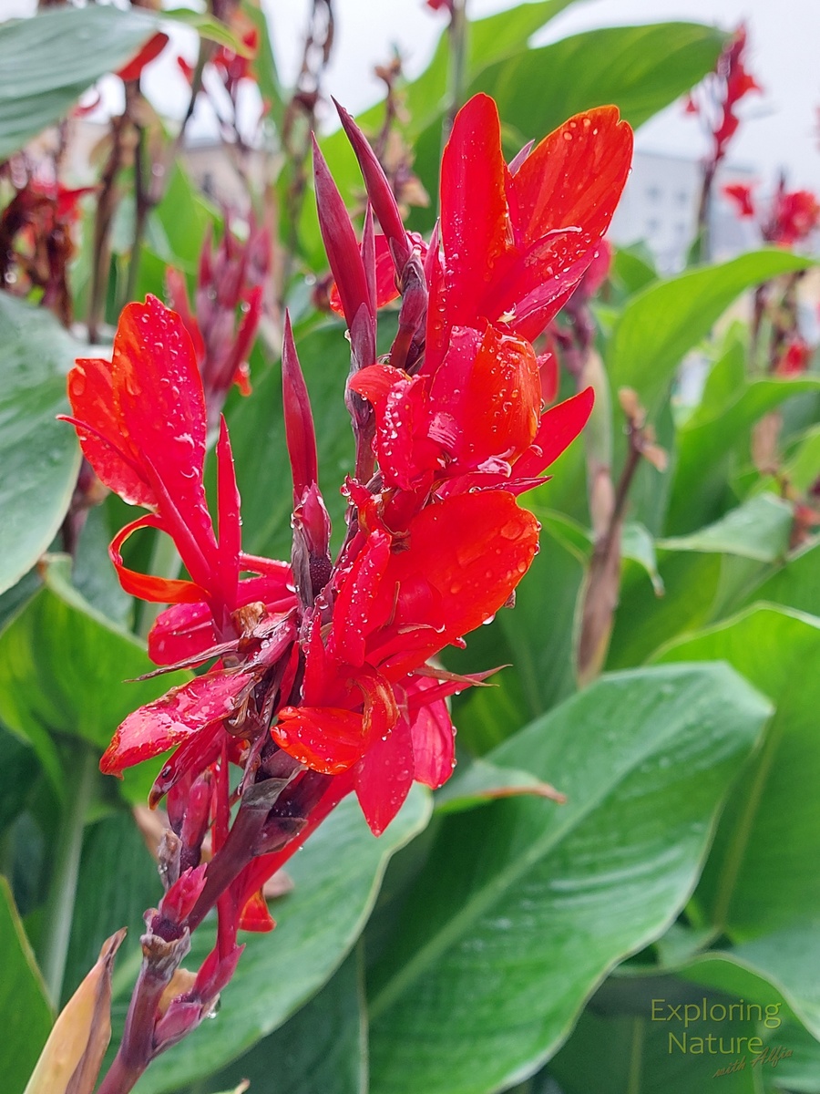 Канна индийская (Canna indica L.)