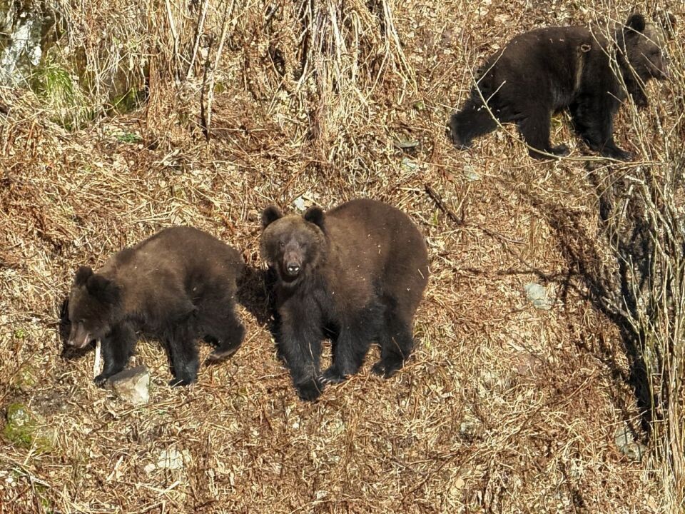    Медведи в Алтайском заповеднике. Источник: Роман Воробьев и Татьяна Клименко