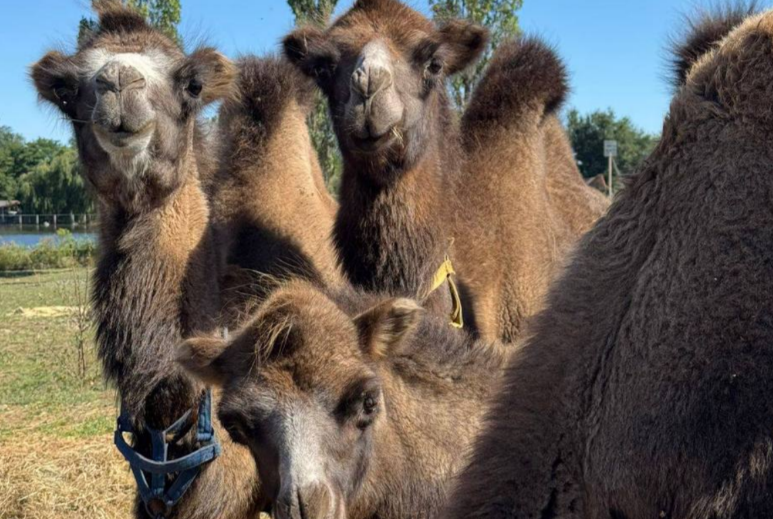    фото: парк "Малинки" Редактор