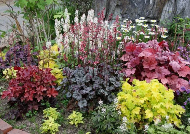 Какие многолетники нельзя делить и пересаживать - не выживут