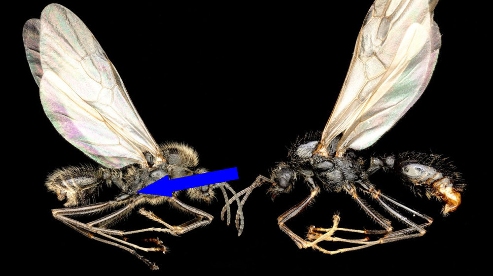    Удивительный прорыв в мире животных: первая в истории клонирование представителей другого вида