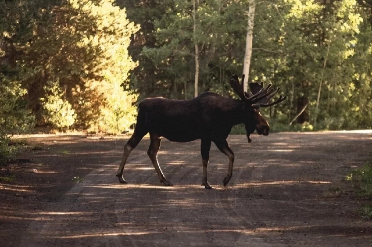    С конца августа по октябрь животные выходят на дороги чаще