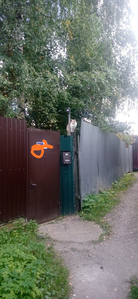 Моя кошка на соседском заборе.
