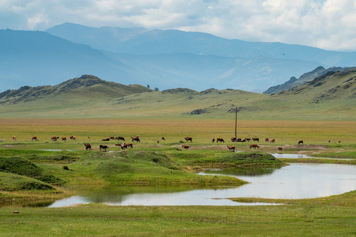 где-то в Уймонской долине, по дороге из Горно-Алтайска в Тюнгур