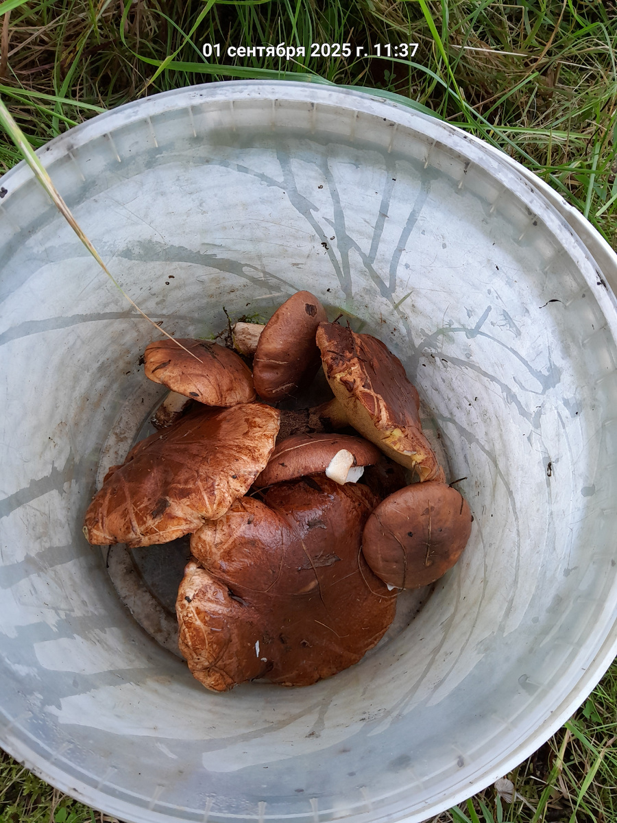 А это фото ,какие маслята у меня растут прямо под соснами.