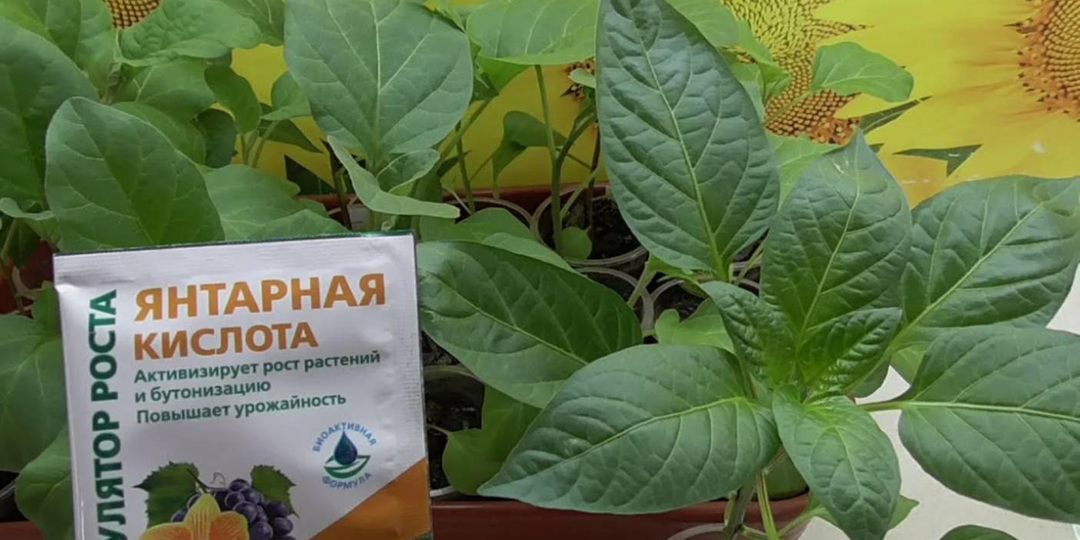 Янтарная кислота для домашних цветов: как правильно вносить и какой эффект