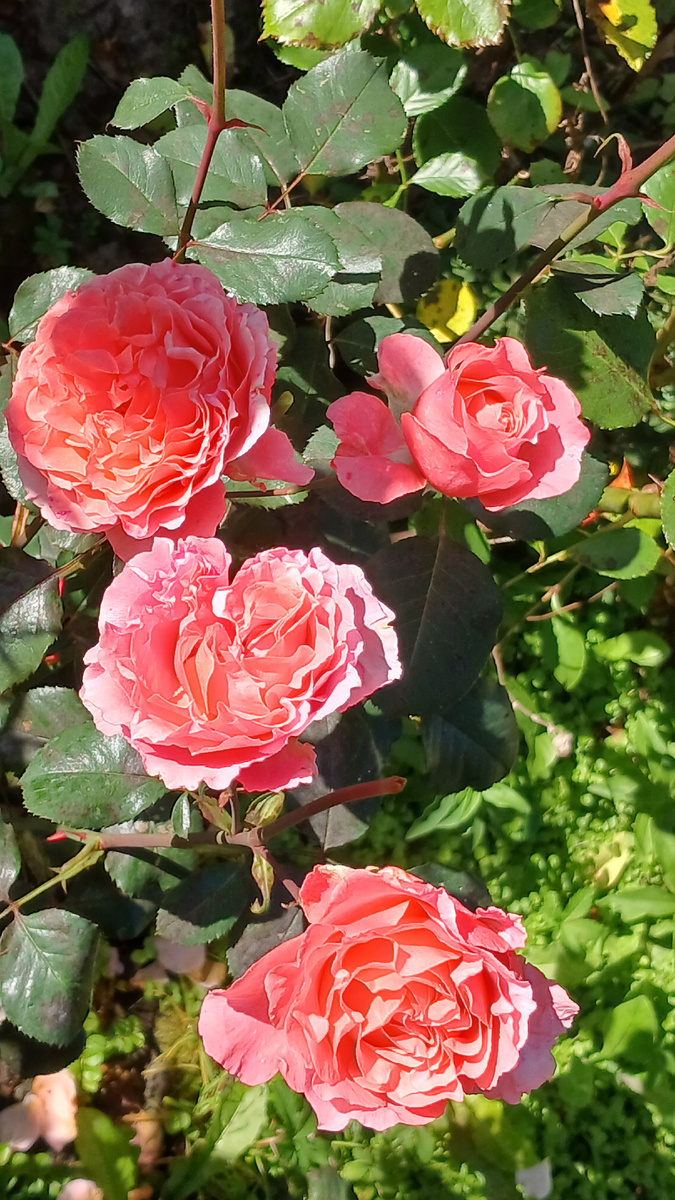 Флорибунда, сорт не знаю, но необыкновенно нежная и романтичная