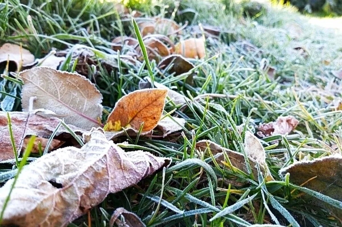    В 11 регионах европейской территории России зафиксировали заморозки