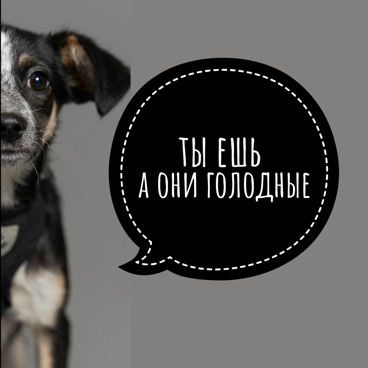 500 животных вынуждены страдать из-за нехватки самого элементарного — еды!