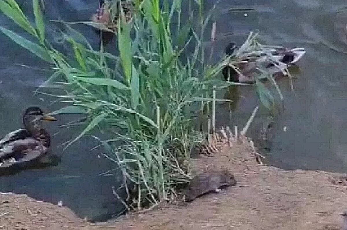    Крысы в пруду у парка Героев-летчиков попали на камеры волгоградцев – видео