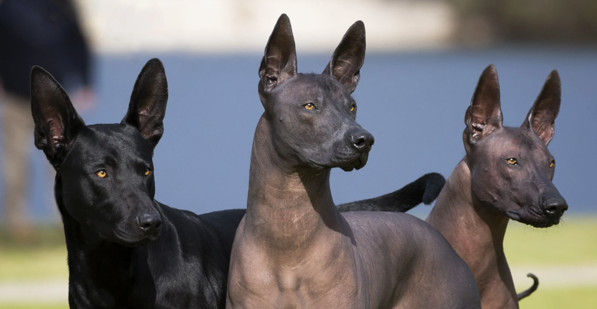 Собака-божество — индейцы верили, что ксоло сопровождает души умерших в загробный мир.