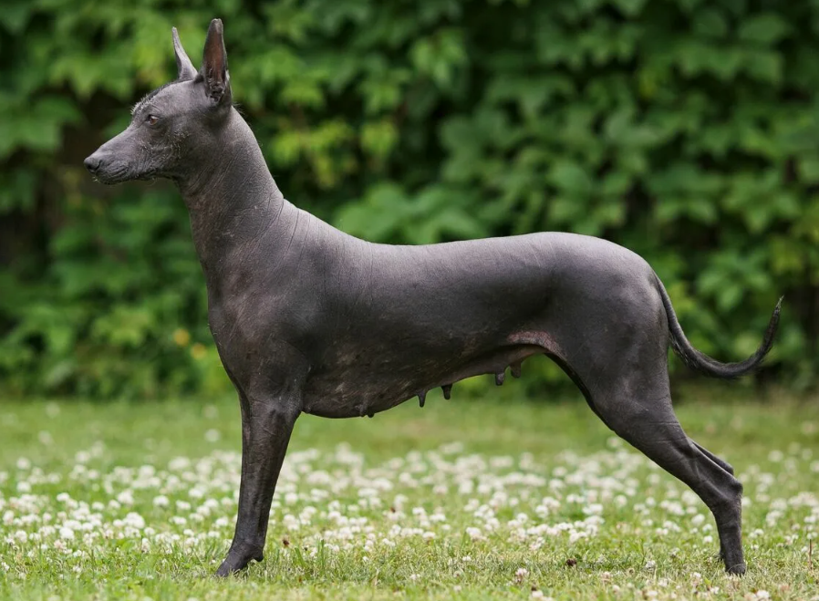 Генетическая загадка — отсутствие шерсти связано с мутацией, из-за которой у многих особей меньше зубов, чем у обычных собак.