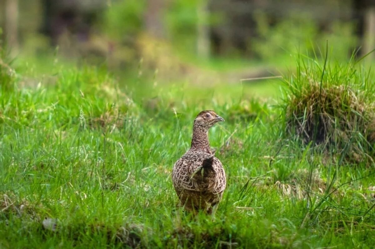    Сезон охоты на фазана начнётся в Хабаровском крае с 1 октября