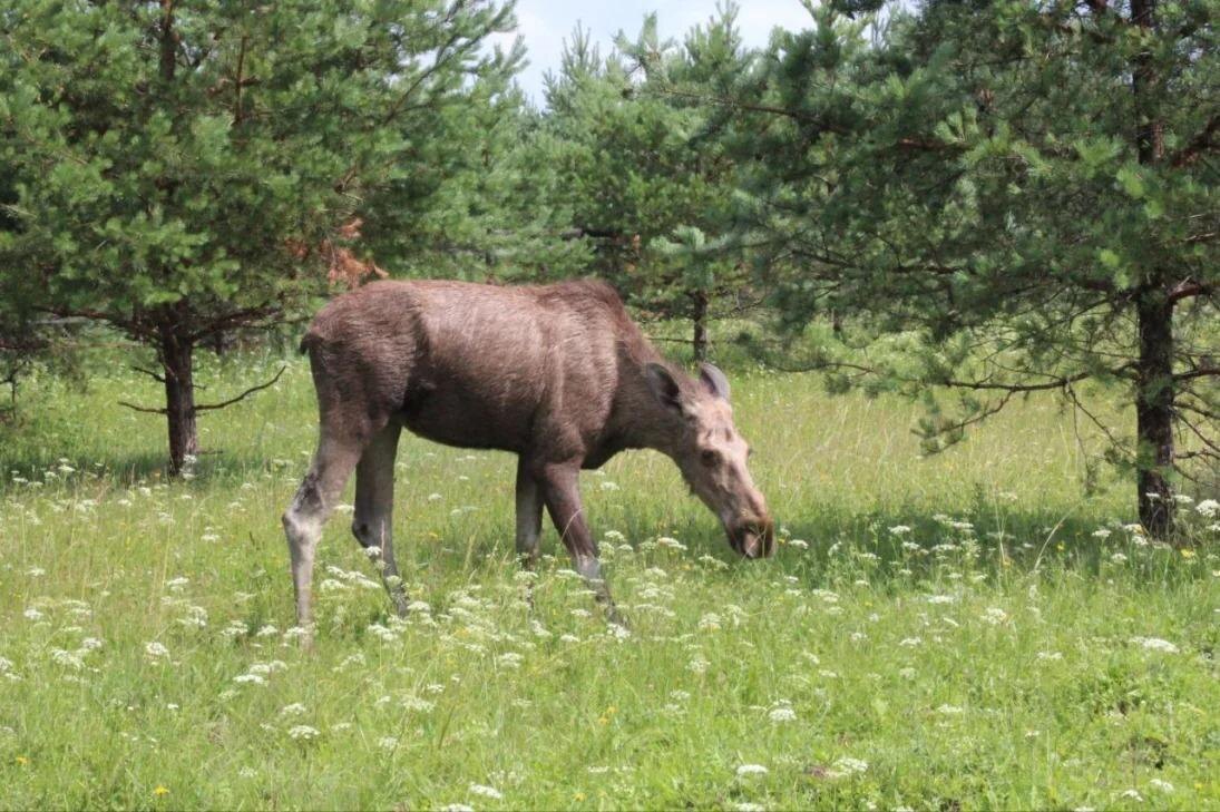   С 15 сентября в Нижегородской области открывается сезон охоты на лосей