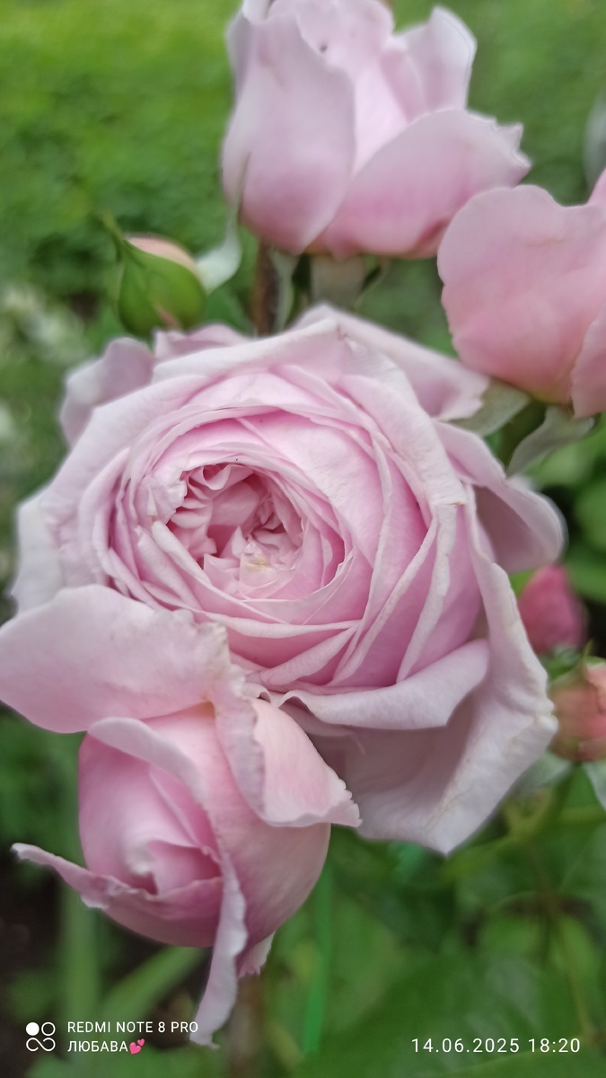 фото Любавы