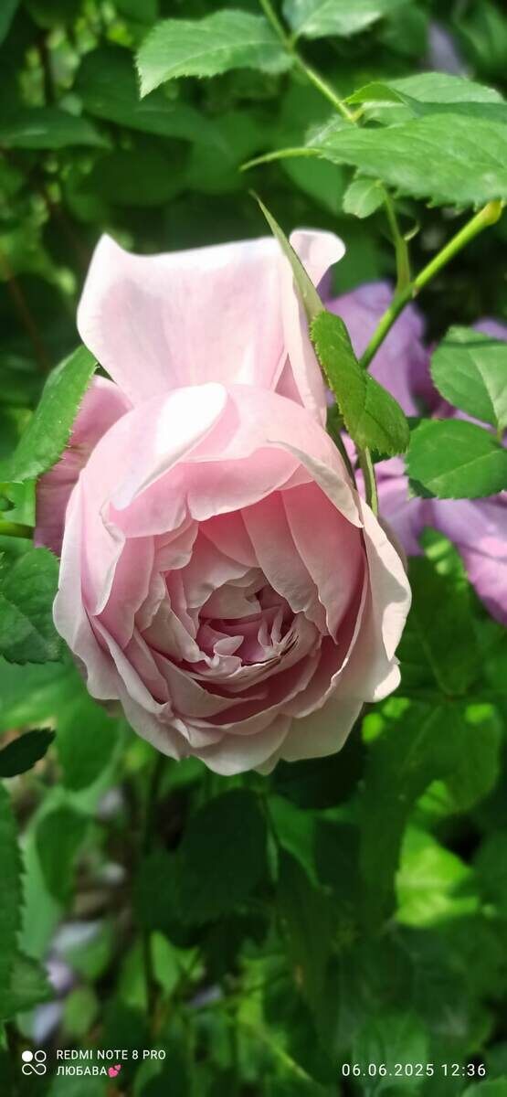 фото Любавы