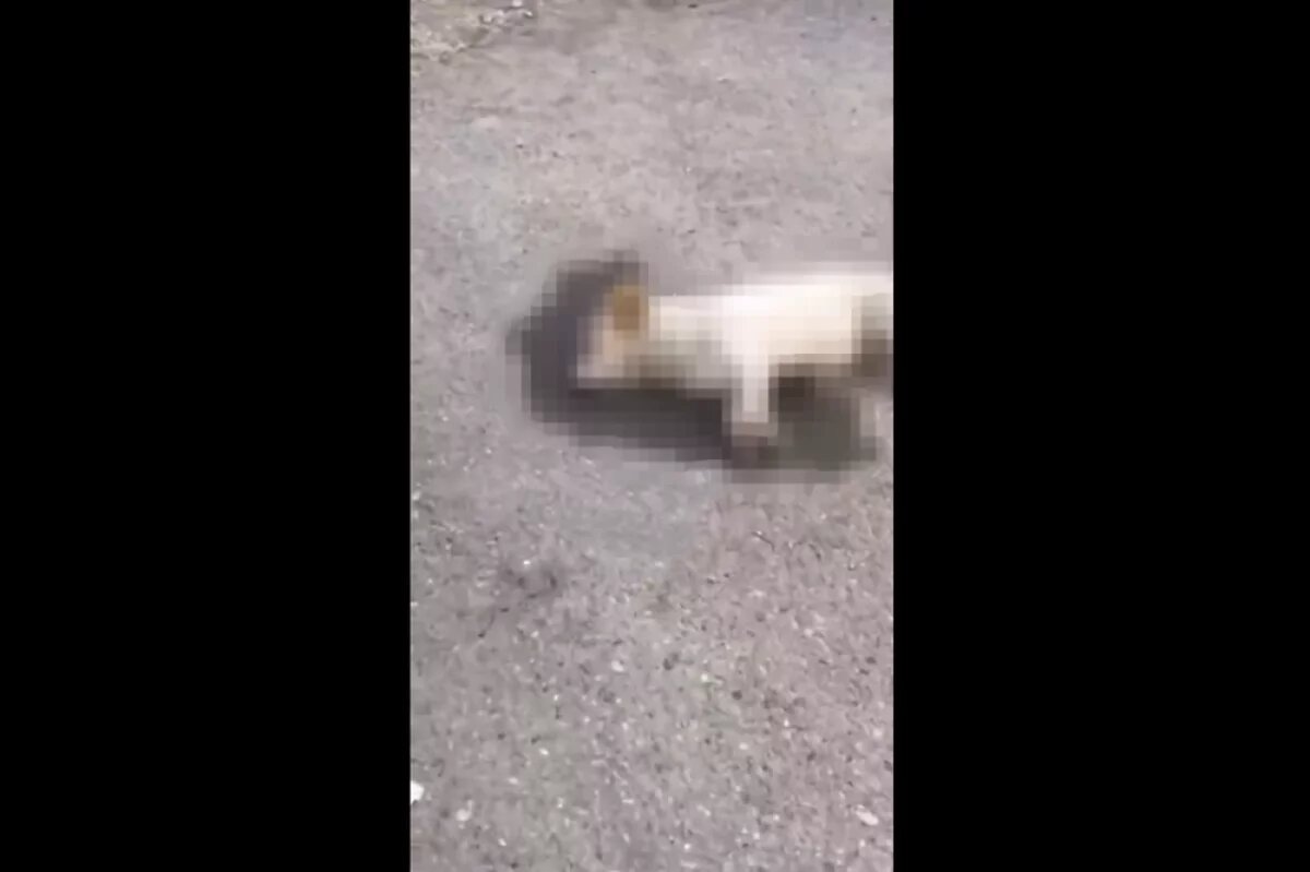    Полиция начала проверку из-за видео с отравленными собаками в Моздоке