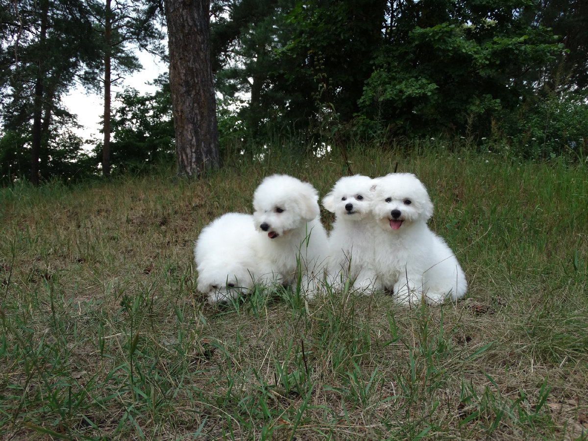 Щенки бишон фризе