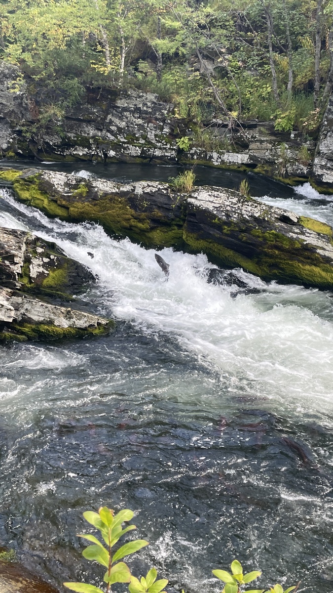 Мы зависли на час, наблюдая, как рыбы пытаются пройти этот порог. Падают, бьются о камни и прыгают снова… за это время порог проскочили всего пару рыб, остальные умирают на этом уровне реки.