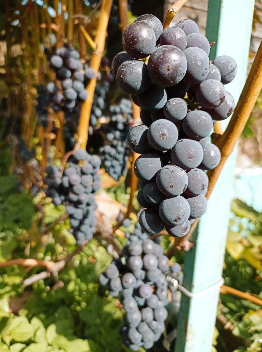 Наш поздний виноград
