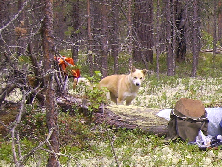 Одна из моих помощниц, набегалась, отдыхает.