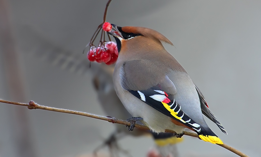 "Музыкальные" любители "пьяной" рябины