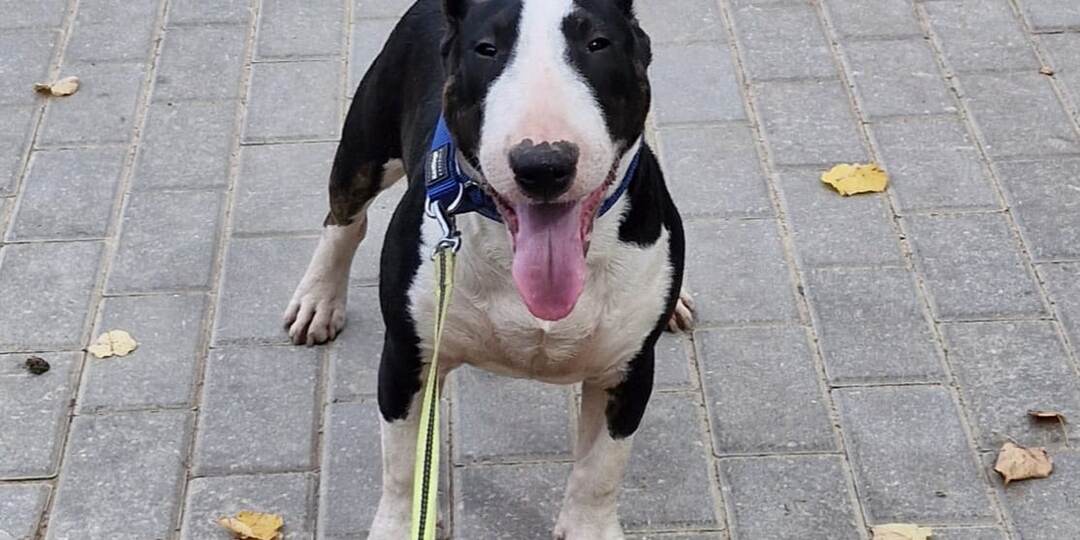 Как клетка вредит собаке