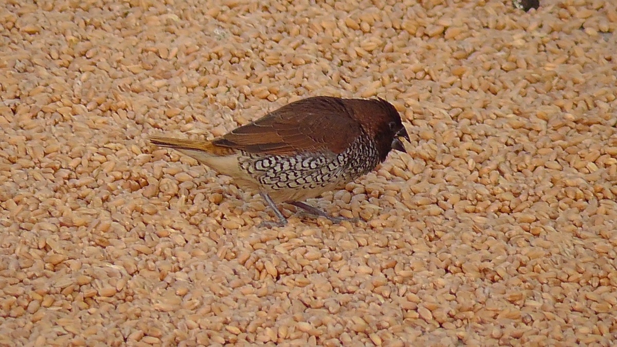 И чуть поближе одна из «членов банды»