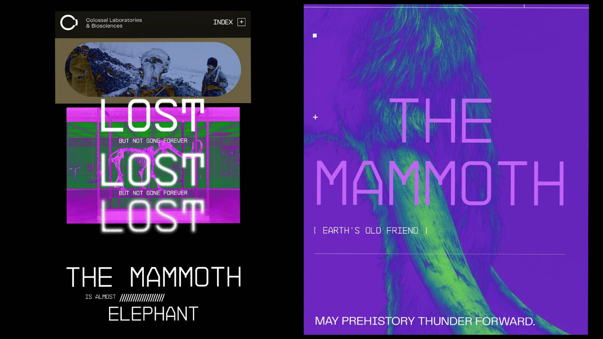 Фото с сайта компании Colossal.