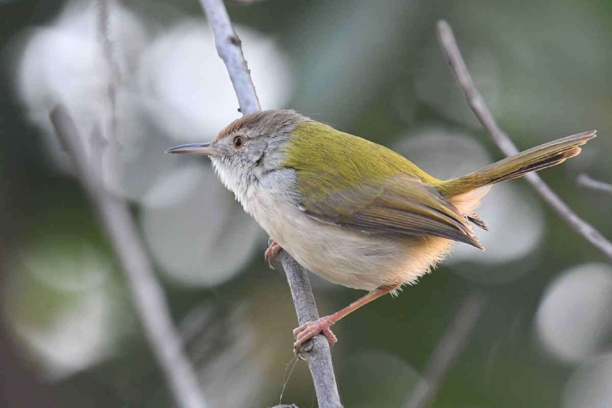 Краснолобая портниха или common tailorbird (фотографии автора, как и все последующие, кроме фото гнезд)