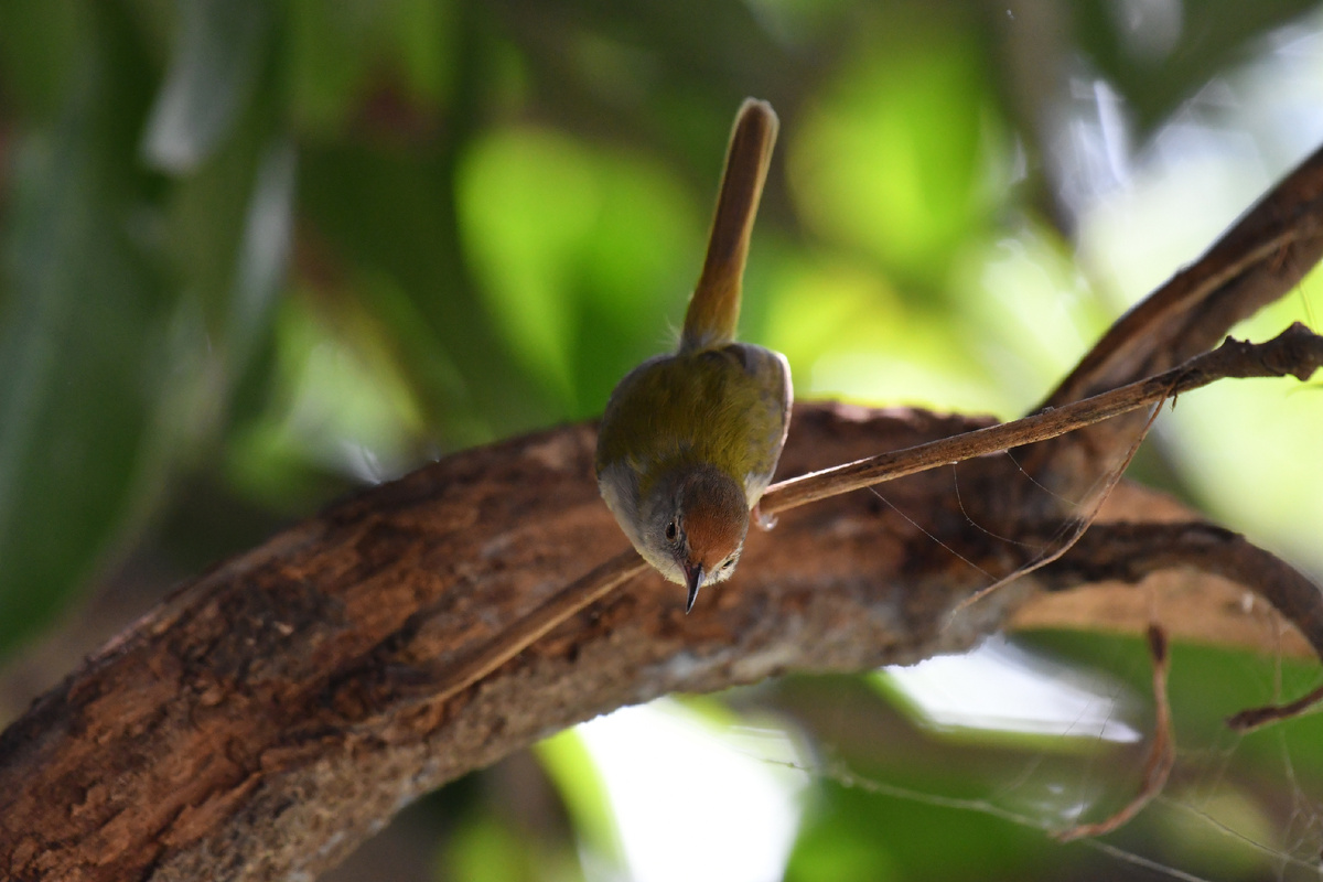 Попыталась найти фото, где лучше видно, насколько длинный у нее хвост