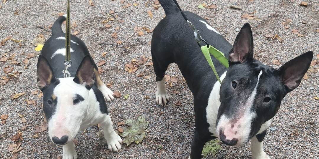 Есть ли иерархия между собаками в одной семье