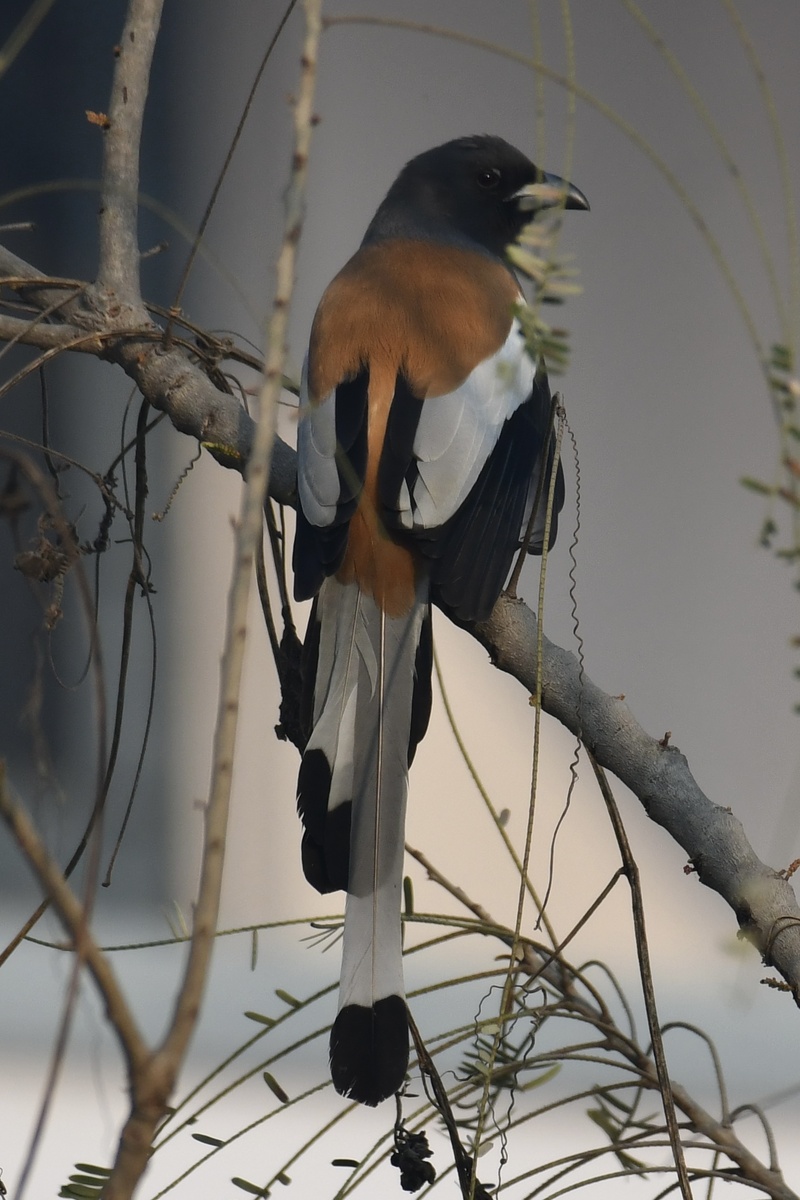 Не смотря на тонкие ветви, портящие кадр, на данный момент это моя любимая фотография древесной сороки, потому что хорошо можно рассмотреть ее шикарный окрас и длинный хвост 