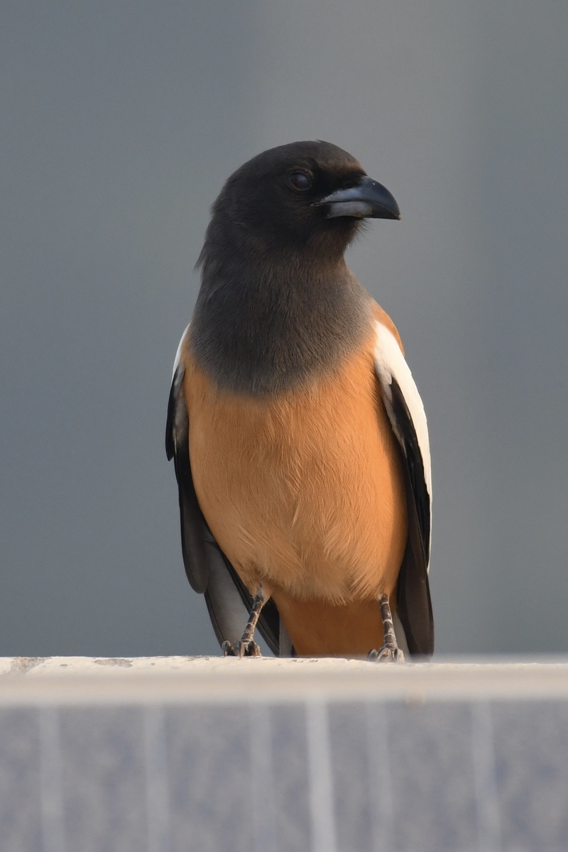 Мне и привычные нам черно-белые сороки нравятся, но такая рыжая еще больше привлекает внимание своей расцветкой