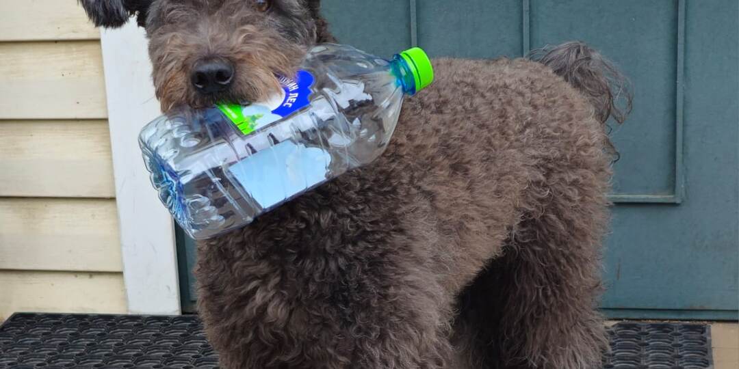 Как создать "ситуацию успеха" для собаки