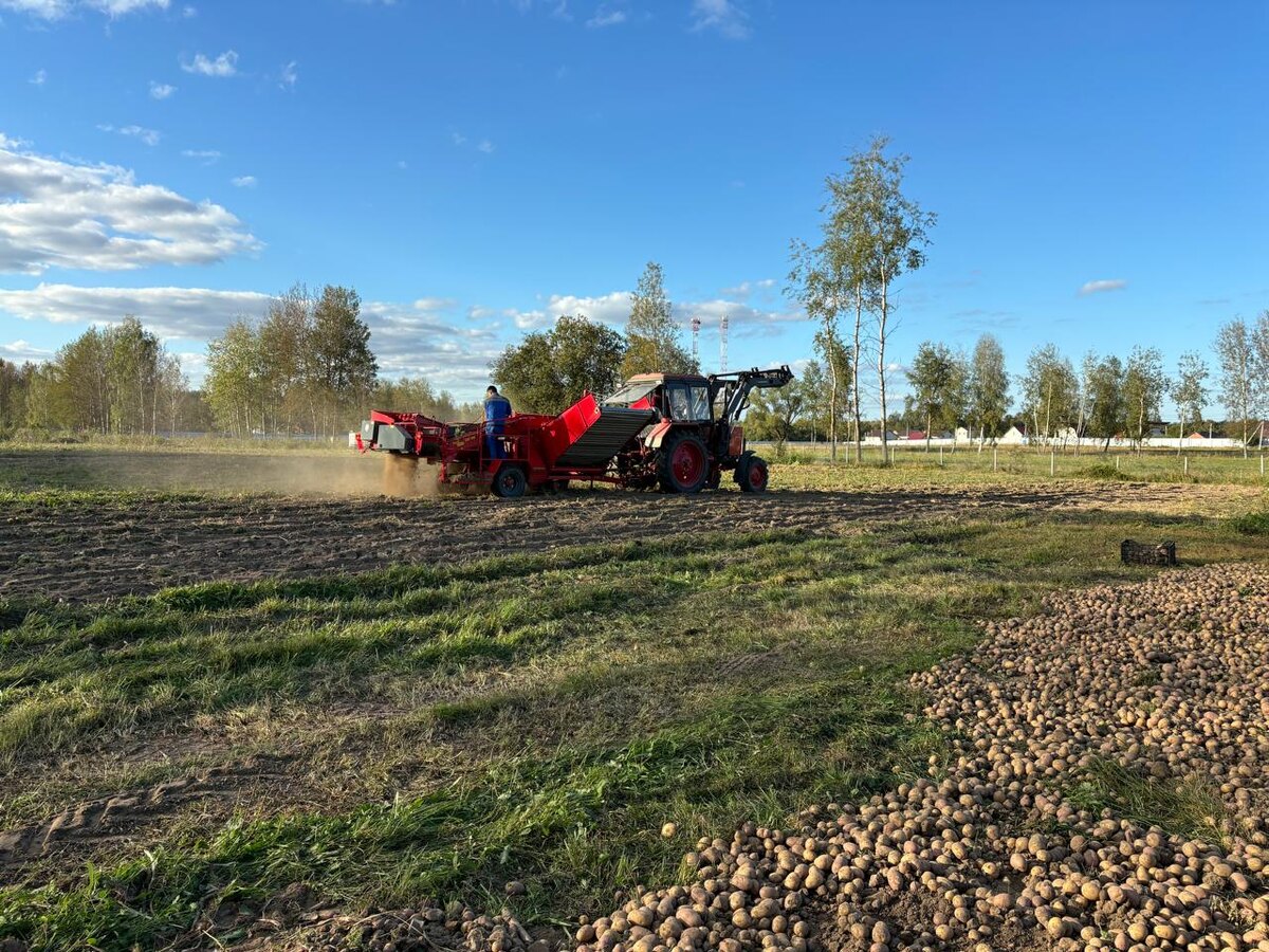 Органический картофель. Гжельское подворье