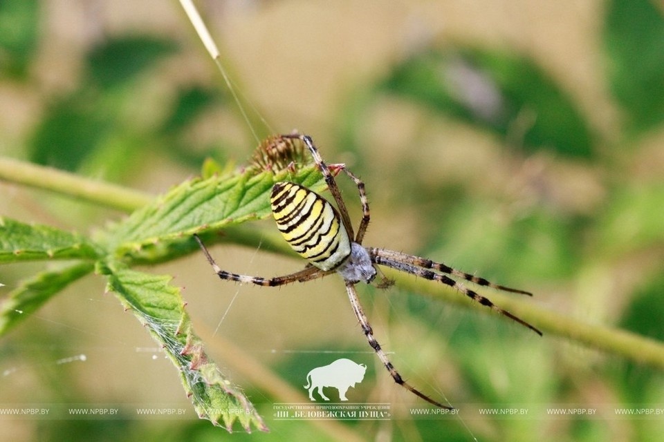    Паук-оса уже не экзотика для Беларуси. Фото: Национальный парк «Беловежская пуща».