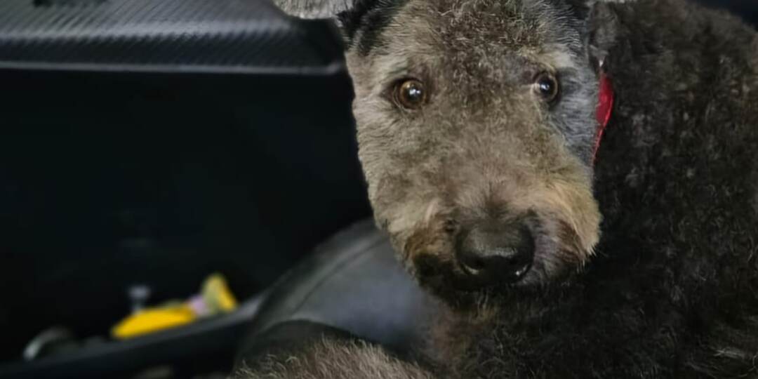 Собака боится быть одна: как помочь и что вредит?