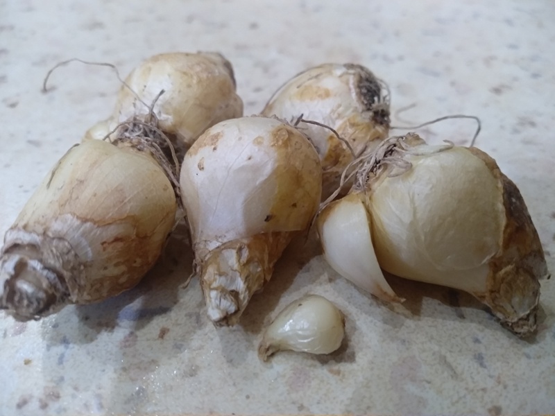 5 луковиц мускари с детками 